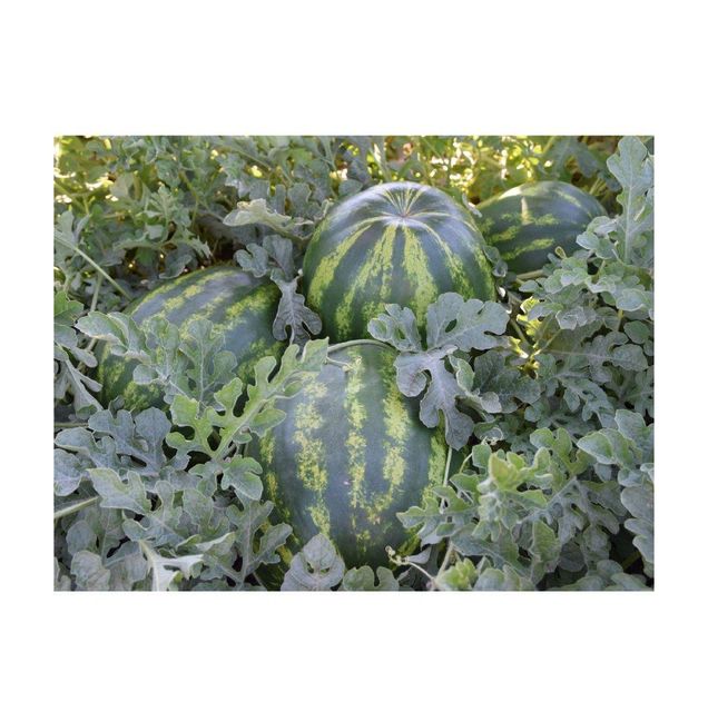 Natural Products Food Grade Wholesale Premium Quality Great Fresh Sweet Watermelons Fruit from Uzbekistan - Image 2
