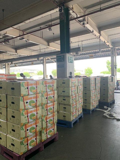 King of Fruits Premium Fresh Organic Whole Durian Mon Thong Original Taste From Thailand Rich & Creamy 3-4 PCS/BOX (Whole) - Image 4