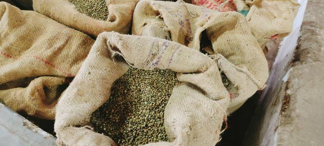 SC 17- 19 Indian Arabica and Robusta Green Coffee Beans - Image 4