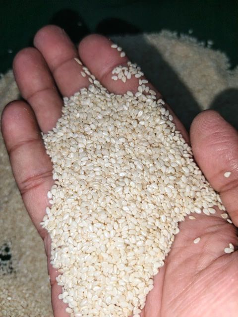 sesame seed – product photo 3, product detail gallery