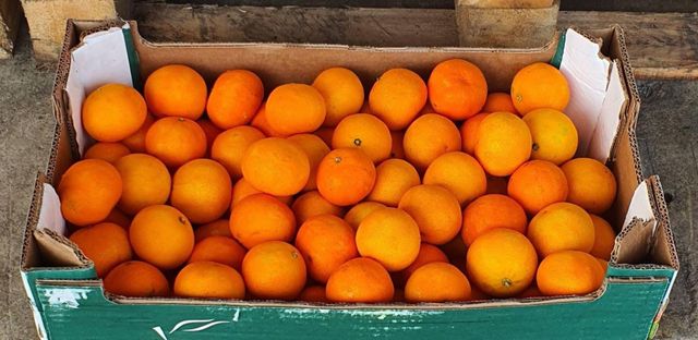 FRESH NOVA MANDARINS FOR SALE!! CLASS 1 EXPORT QUALITY FRESH NOVA MANDARINS FOR EXPORT – product photo 3, product detail gallery