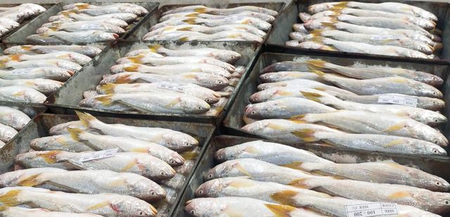 Yellow Croaker (黄鱼/조기イシモチ/Gulama) Cut Fillet Origin Indonesia Condition Frozen Freshness Level Frozen Features No Artificial Flavors, No Preservatives - Image 3