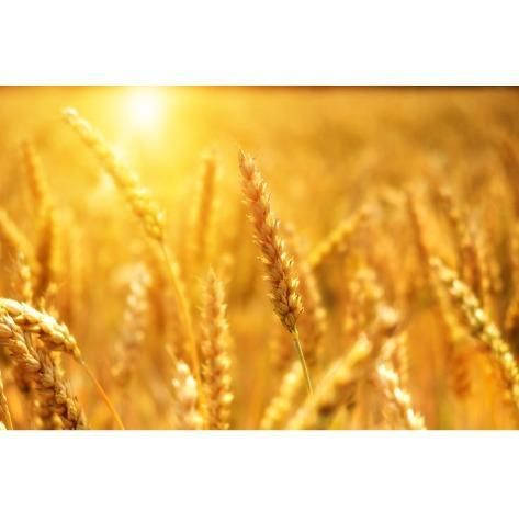 Cereals Producers - Image 1