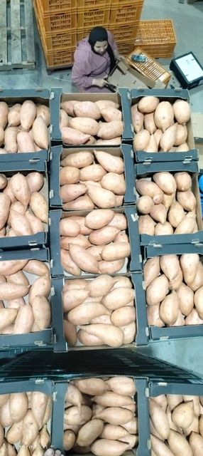 Sweet Potatoes Origin Egypt Shape Uniform Size 200–300 G Texture Smooth Features Organic Grade Export Grade Cooking Quality Excellent - Image 2