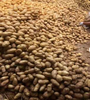 Yellow Potatoes Organic Fresh Potatoes. Fresh potato price in China/potato wholesale price/sweet potato price ton. - Image 4