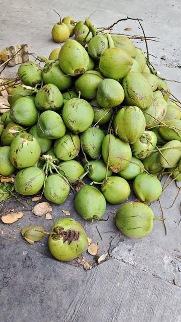 Green Young Coconut from Indonesia - Fresh Fruit - Fresh Coconut - Incoterm : FOB - Image 4