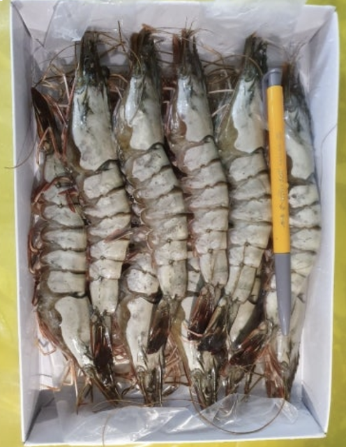 Black Tiger Shrimp - Image 2