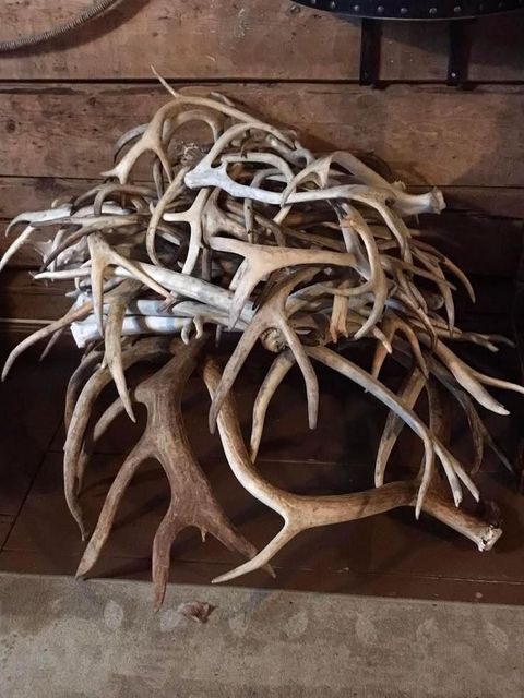 Authentic Naturally Shed Red Deer Antler Horn Long Lasting Pet Chew Buy Today With Trusted Quality And Great Value - Image 4