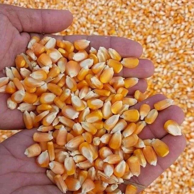 Organic Non-GMO Yellow & White Corn Maize Sweet Dried Corn for Human & Animal Feed for Consumption - Image 5
