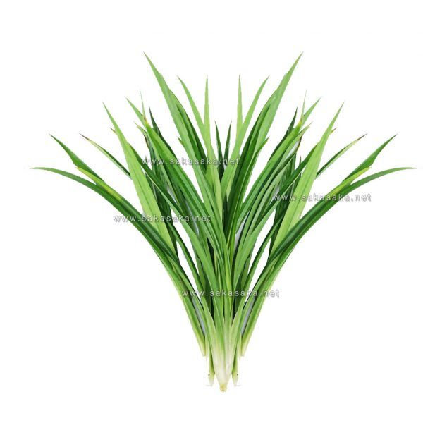 Frozen Pandan Leaves - Image 1