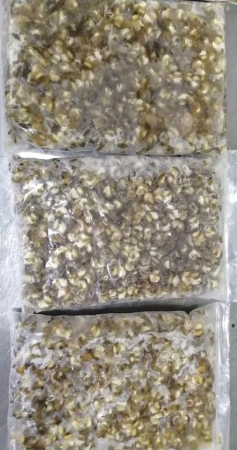 Frozen Sea Snail Packaging MC Place of Origin indonesia - Image 2