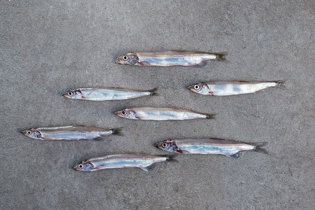 Capelin - Mallotus Villosus - Image 1