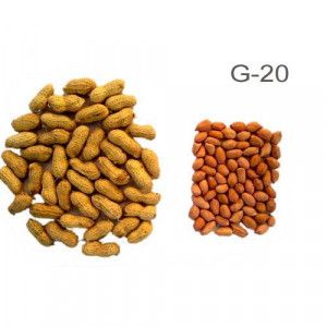 Groundnut Seeds - Image 9