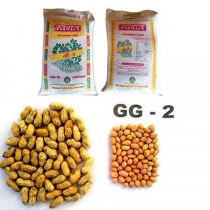 Groundnut Seeds - Image 10