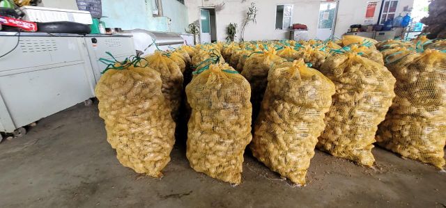 Agritec Fresh Ginger: Premium Quality, Farm-Fresh – product photo 4, product detail gallery