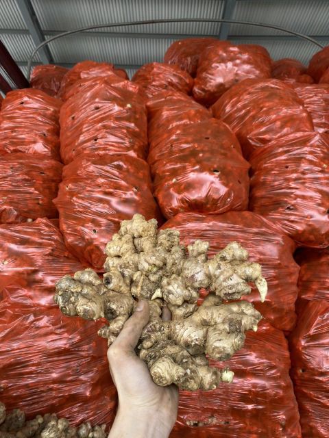 Agritec Fresh Ginger: Premium Quality, Farm-Fresh – product photo 5, product detail gallery