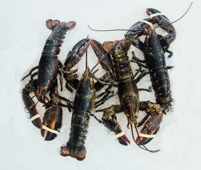 Live Lobsters - Image 4