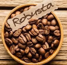 Robusta Coffee Beans Type 6-10 mm Size 8-12 mm Packaging 25kg jute sacks Shelf Life 12 months when stored in a cool, dry - Image 1