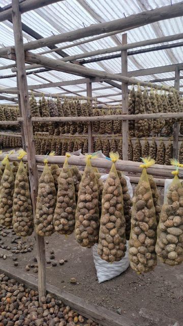 betel nut – product photo 4, product detail gallery