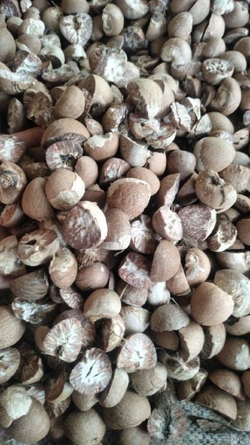 betel nut – product photo 3, product detail gallery