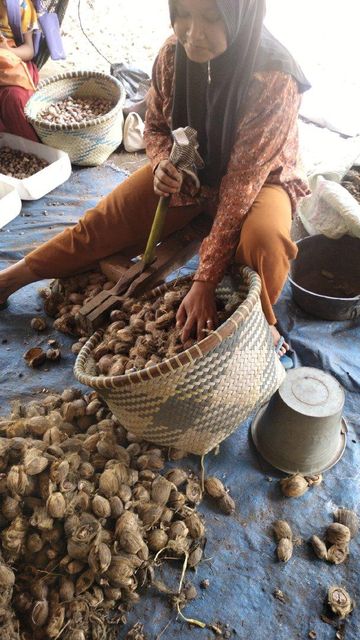 betel nut – product photo 2, product detail gallery