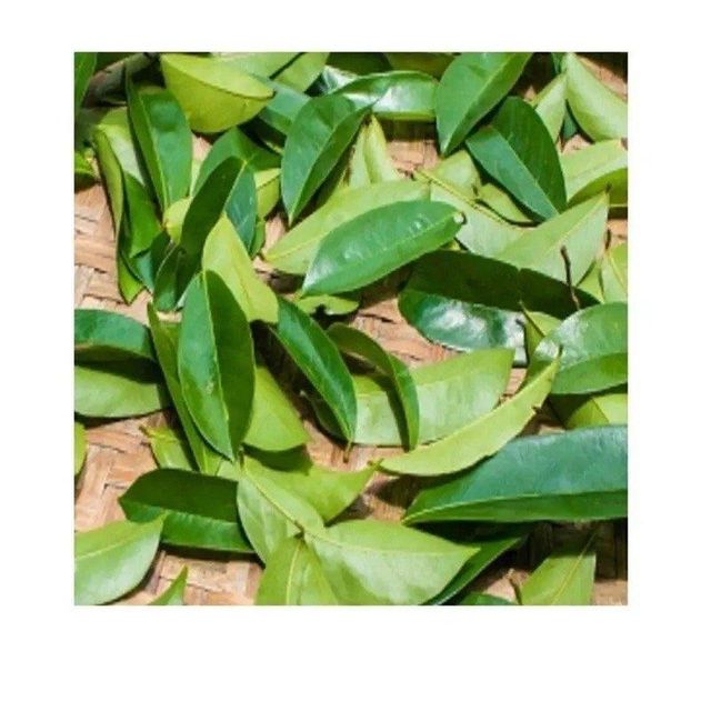 Premium Dried Soursop Leaves - 100% Organic | Herbal Tea Leaves for Immune Support, Detox & Wellness - Image 3