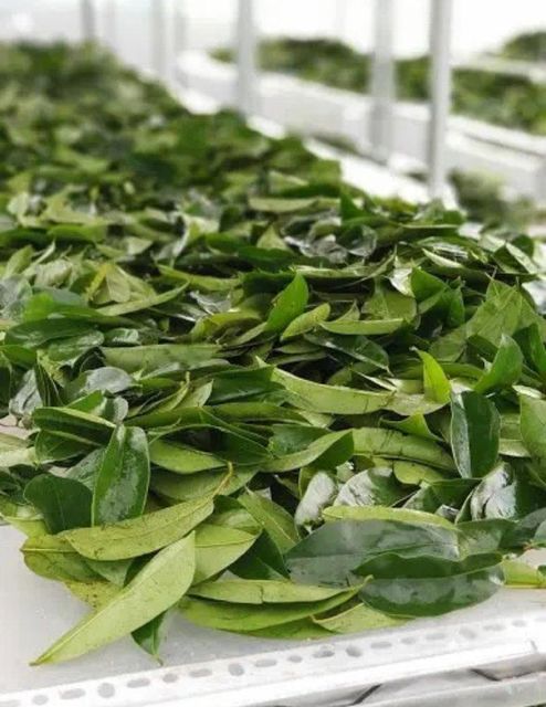 Premium Dried Soursop Leaves - 100% Organic | Herbal Tea Leaves for Immune Support, Detox & Wellness - Image 4
