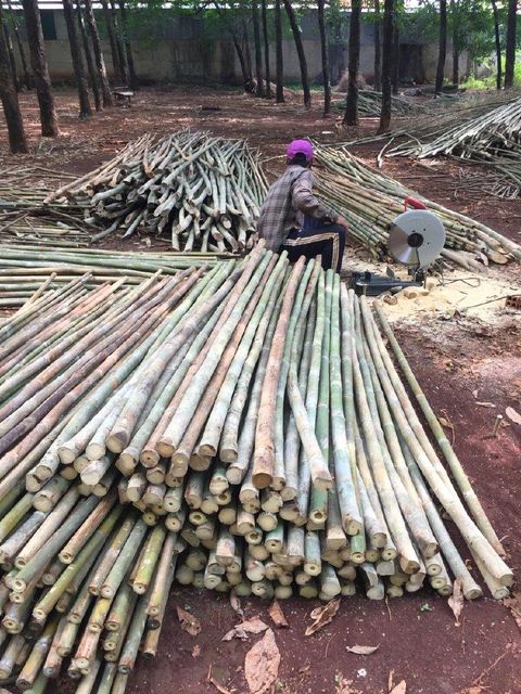 Nulgar bamboo - Trees are grown and harvested in Vietnam – product photo 4, product detail gallery