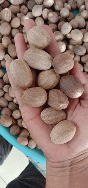 Nutmeg - Image 2
