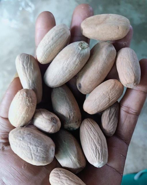 Nutmeg - Image 4