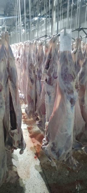ππππ‘ πππ mutton Shelf Life 14πππ¦π Place of Origin Kenya Packaging Details πΌππ‘π πππ cut Taste ππ€πππ‘ πππ ππππ πππ - Image 3