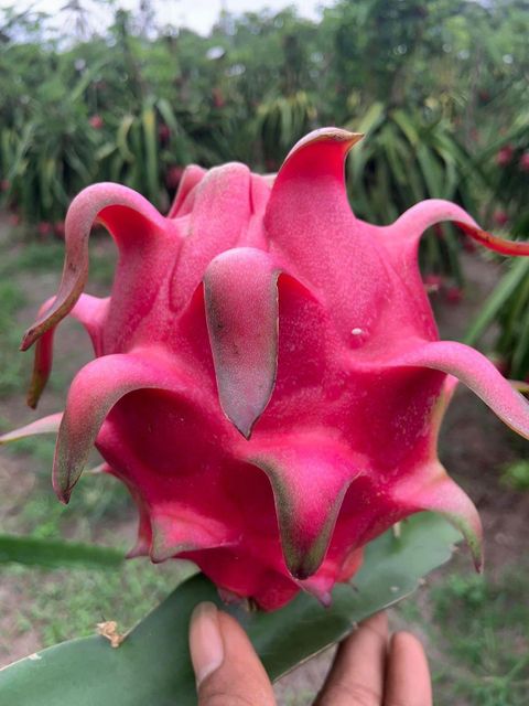 Dragon fruit Maturity Level 85% Fins Integrity 80% Grade B Fins Integrity 70% Weight Range 300 - 500 Grams Grade B Weight Range 175 - 300 - Image 1