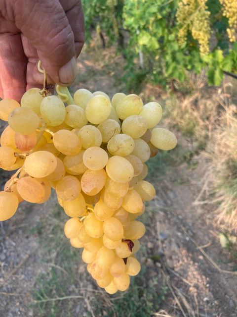Turkey - Fresh Grape - Yellow Color Color Yellow Packaging Pack Brand Name Individual Place of Origin - Image 1