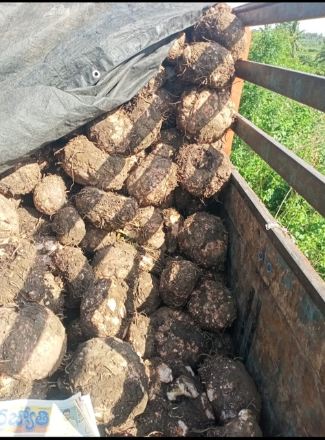 Elephant Foot Yam / Suran Shelf Life 30 to 40 days Texture Unique Flavor And Texture Freshness Ensured With Every Bite Place of Origin Andhrapradesh, India - Image 2