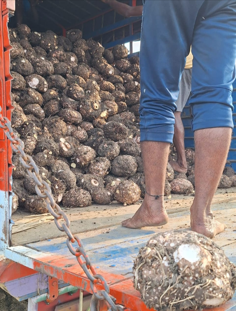 Elephant Foot Yam / Suran Shelf Life 30 to 40 days Texture Unique Flavor And Texture Freshness Ensured With Every Bite Place of Origin Andhrapradesh, India - Image 3