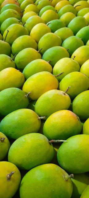 Alphonso Mango - Image 3