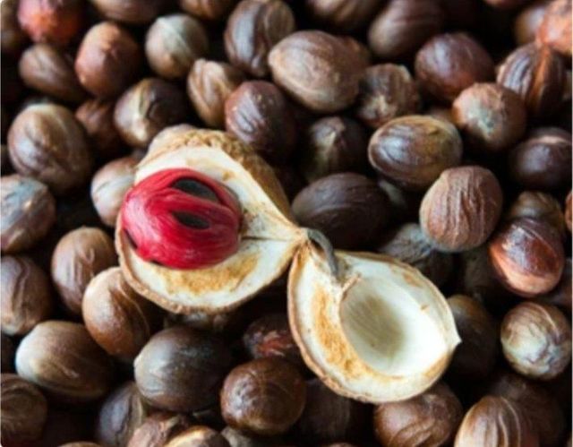 Nutmeg - Image 1
