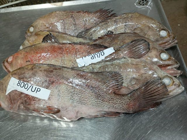 GROUPER Form Frozen Packing 20kg Packaging 20 Kg Price Usd 1.75/kg, Usd 2.30/kg Size 400/1000 - 1000/up, 400/up - Image 1