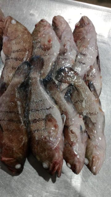 GROUPER Form Frozen Packing 20kg Packaging 20 Kg Price Usd 1.75/kg, Usd 2.30/kg Size 400/1000 - 1000/up, 400/up - Image 2