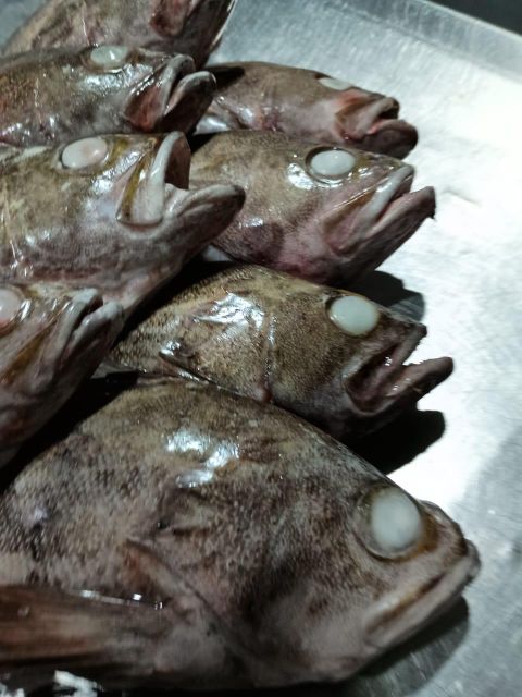 GROUPER Form Frozen Packing 20kg Packaging 20 Kg Price Usd 1.75/kg, Usd 2.30/kg Size 400/1000 - 1000/up, 400/up - Image 4