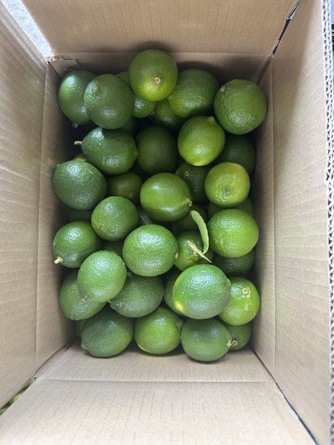 Seedless lemon - Image 1