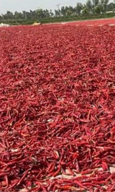 Red dried chillies Place of Origin PAKISTAN Grade Fully graded quality Packaging Details Depends on buyers - Image 5