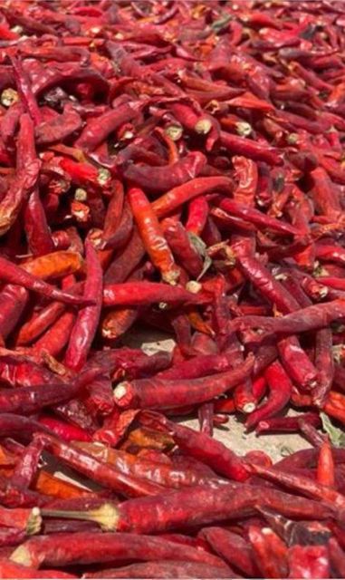 Red dried chillies Place of Origin PAKISTAN Grade Fully graded quality Packaging Details Depends on buyers - Image 4