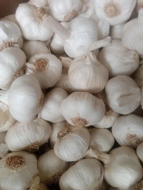 GARLIC BULBS AND PEELED  - Image 6