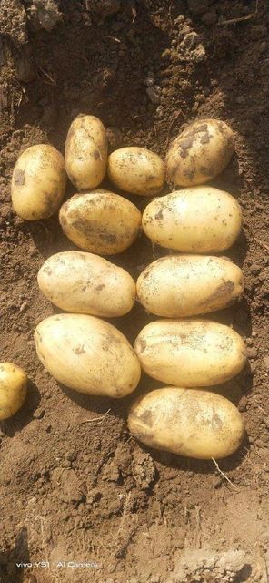 Potatoes  - Image 3