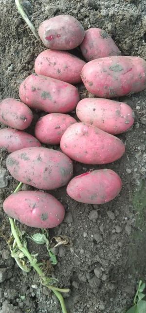 Potatoes  - Image 4