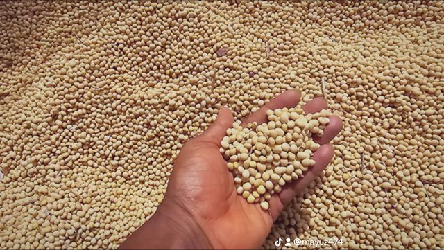 Soya beans Type Soyabean Packaging Jute bags Max. Moisture (%) - Image 1