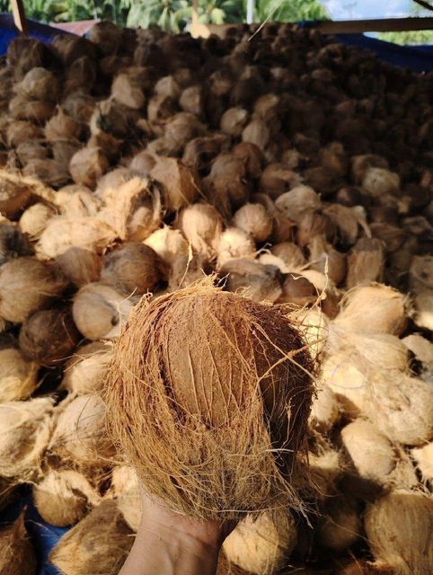Semi husked coconut – product photo 1, product detail gallery