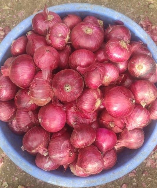 INDIAN RED ONION – product photo 3, product detail gallery