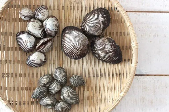 Blood Clam/ Cockle (Live and Frozen) Style Live and Frozen Packaging Thermocol Box Place of Origin Indonesia Specification 10-130 - Image 5
